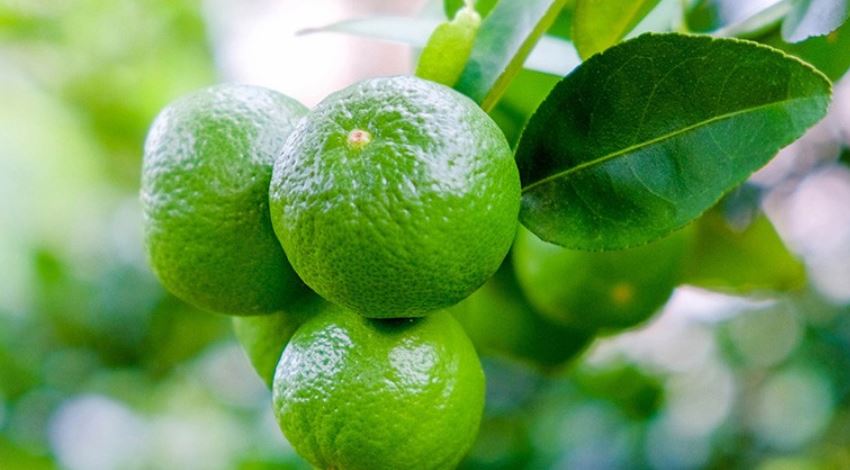 nguồn gốc và sự phân bố của axit citric trong tự nhiên