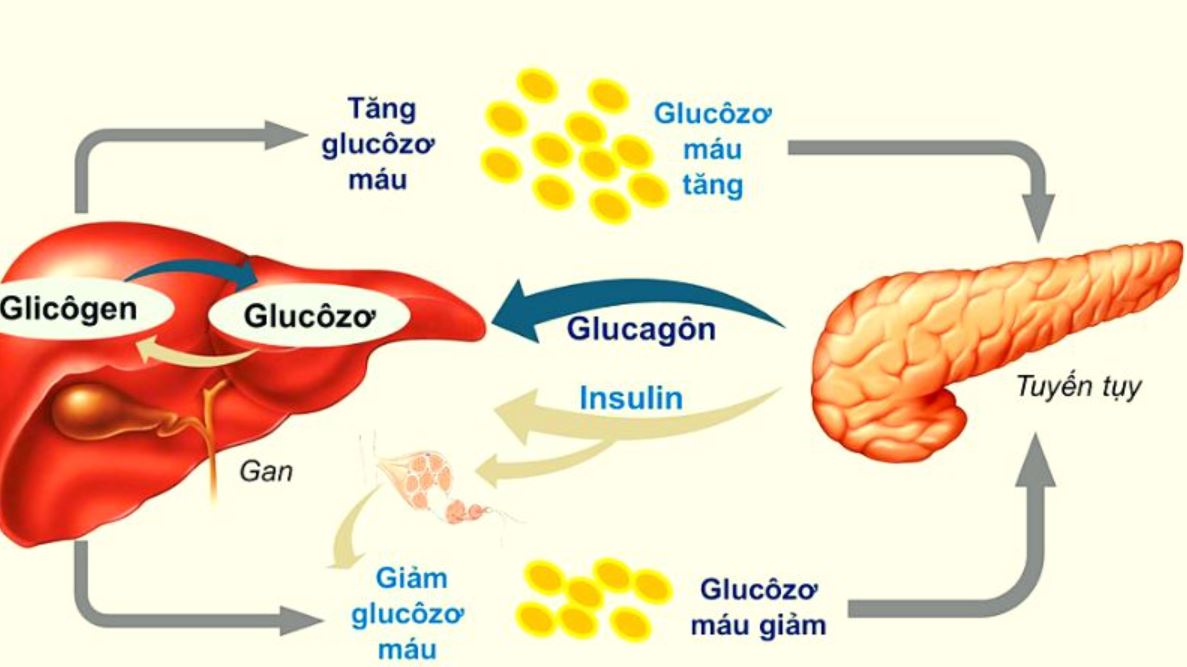vai trò và tác dụng của glucose đối với cơ thể